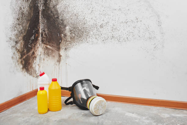 Best Residential Mold Removal  in Mount Vernon, GA