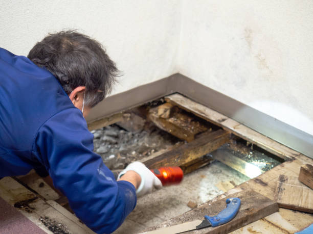 Best Residential Mold Removal  in Mount Vernon, GA
