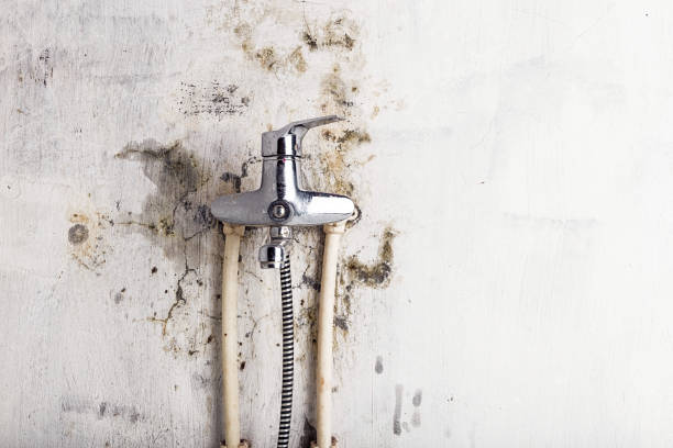 Best Professional Mold Removal  in Mount Vernon, GA