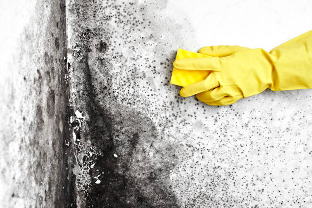 Best Mold Removal Near Me  in Mount Vernon, GA