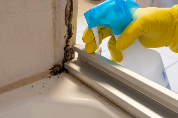 Certified Mold Removal in Mount Vernon, GA