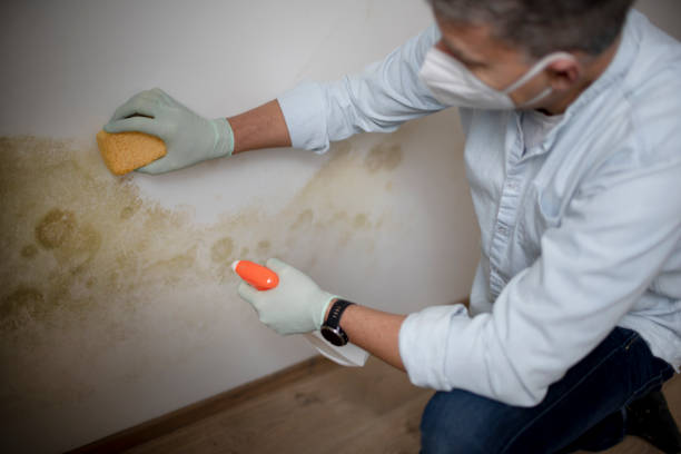 Best Mold Testing and Removal  in Mount Vernon, GA