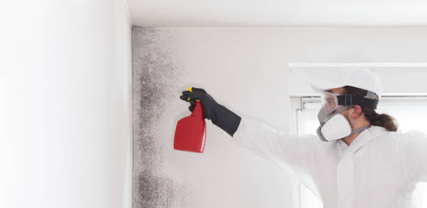 Best Mold Testing  in Mount Vernon, GA