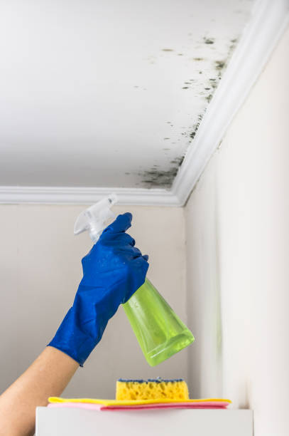 Trusted Mount Vernon, GA Mold Removal Experts