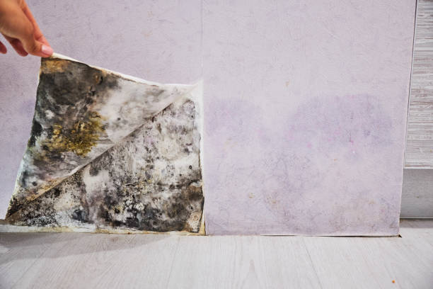 Best Mold Cleaning Services  in Mount Vernon, GA